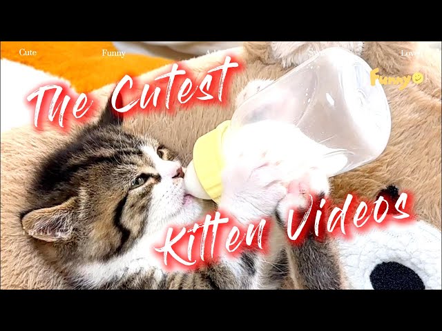 Cutest Kitten Videos in the past decade#cat  #shortvideo #cute #funny #short #funnyvideo