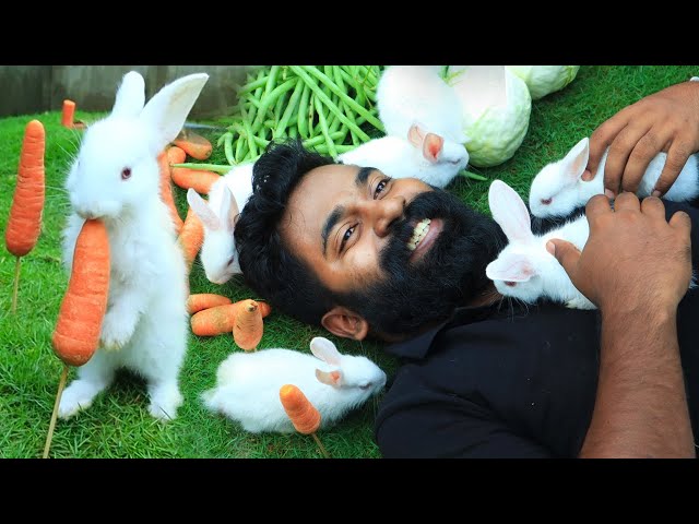 വയറുനിറച്ഛ് മുയൽ കുഞ്ഞുങ്ങളെ വാങ്ങിച്ചു | Buying Cutest Rabbits | M4 Tech |