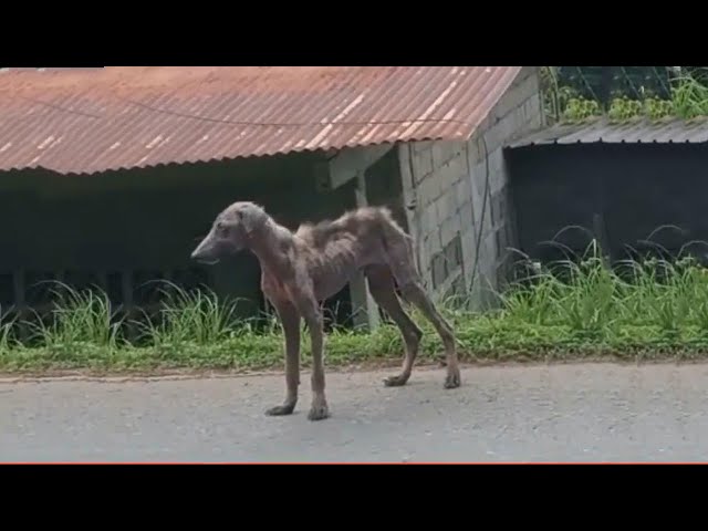 Poor baby the suffering he must have gone through | How much indifference have the people seen it