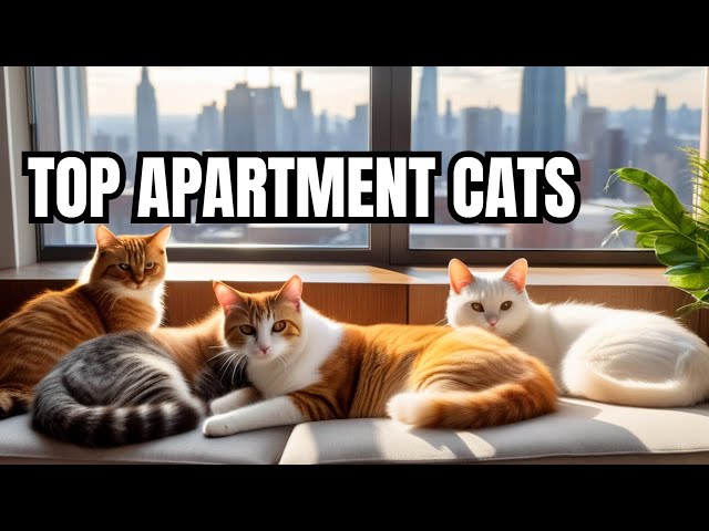 Discover the perfect 05 cat breeds for apartment living !!!