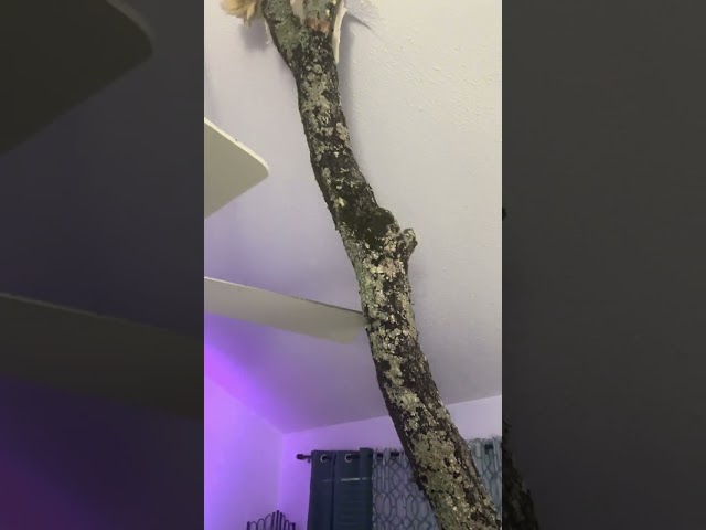 Tree trunk crashes through ceiling in Monroe, USA