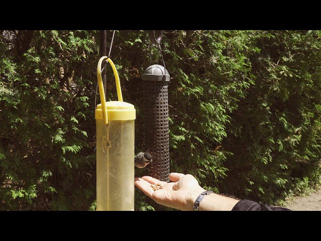 Will She Choose My Hand ??? Look at the Black-Capped Chickadee !!!