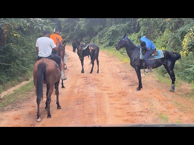 Dirt Road Horse Riding And Racing  !! Must Watch