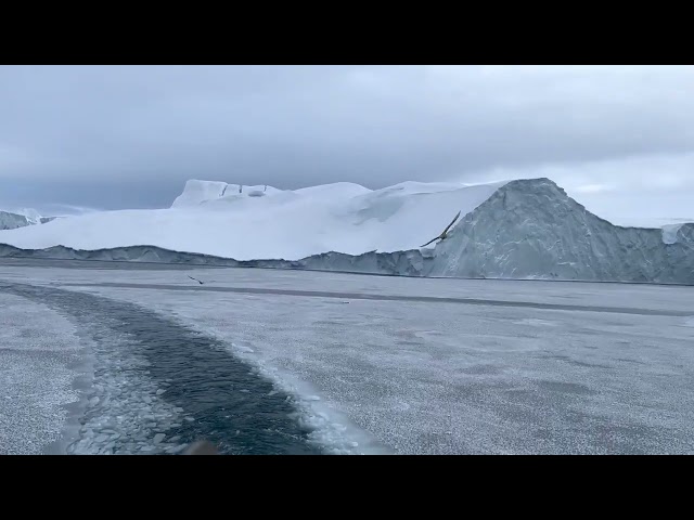 Greenland Disko Bay Cruise