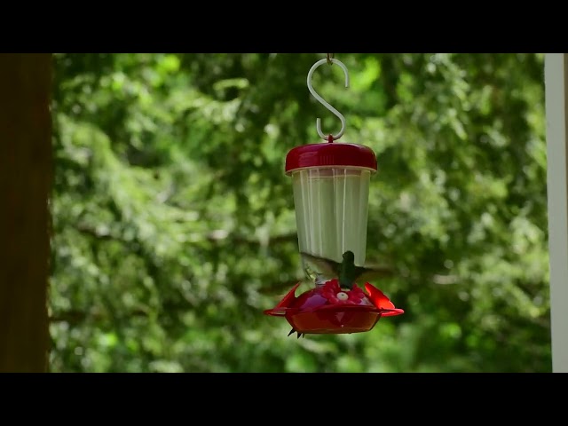 Frolicking Hummingbirds