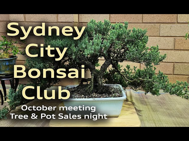 Sydney City Bonsai Club Meeting October #EP6