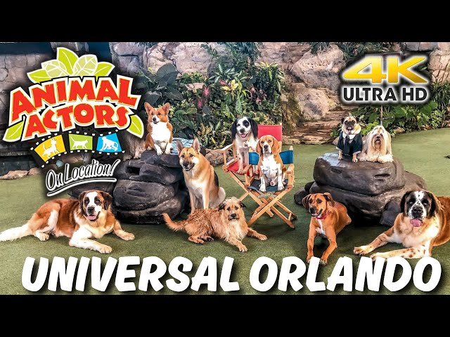 Animal Actors On Location at Universal Studios Orlando