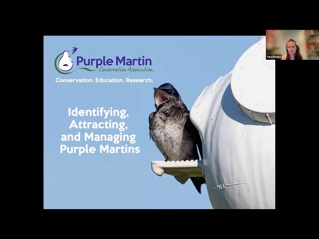 WCAS Speaker Series January 2025: How to Identify, Attract, and Manage Purple Martins