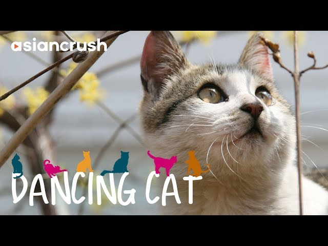 Dancing Cat | Full Movie [HD] | Korean Cat Documentary