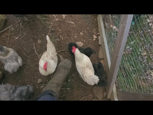 The bucket is the redneck triangle for chickens...