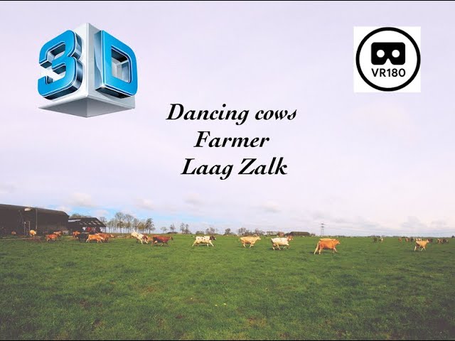 Dancing cows in VR @ bio farmer Laag Zalk the Netherlands