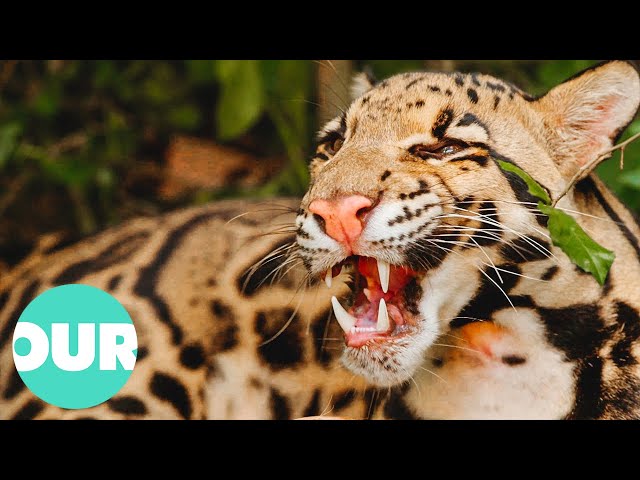 These Endangered Clouded Leopards Are Disappearing | Extraordinary Animals | Our World