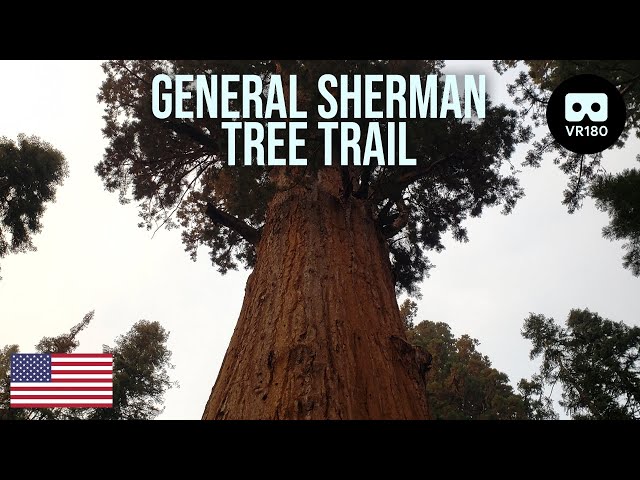 General Sherman - Sherman Tree Trail VR180 (USA)