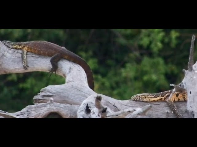 2 Nile Monitor lounging on the dead tree branch at Jabulani