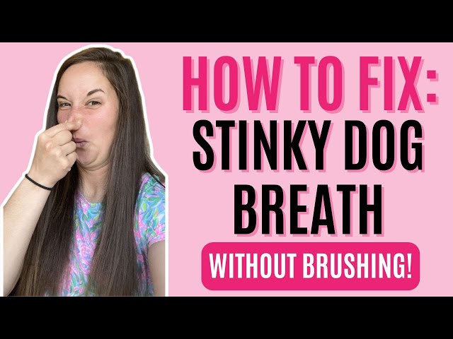 How To Clean Dog’s Teeth Without Brushing | Answering “Why My Dogs Breath Stinks”