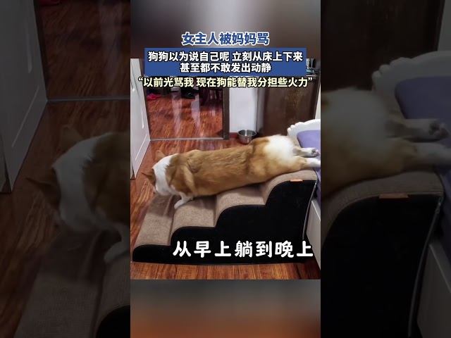 女主人被媽媽罵，狗狗以為說自己呢，立刻從床上下來，甚至都不敢發出動靜