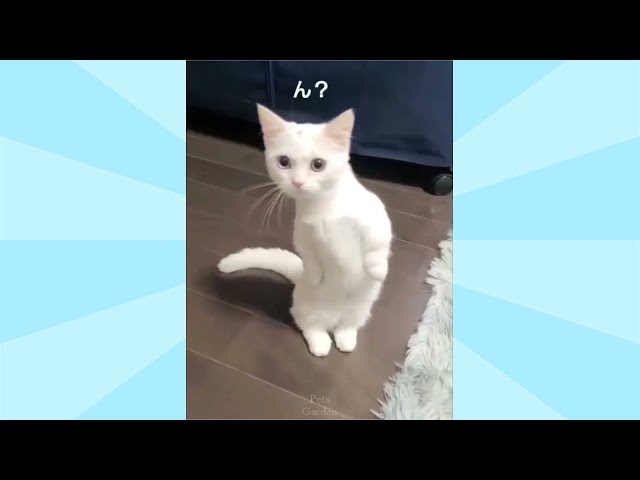 OMG So Cute Cats ♥ Best Funny Cat Videos 2021