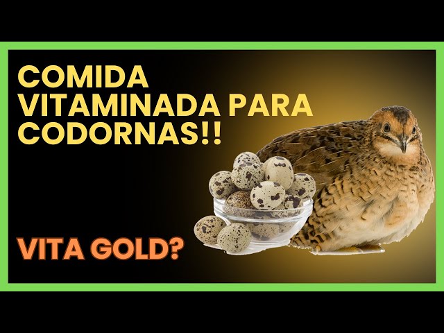 CRIANDO CODORNAS DO ZERO  -  #avicultura #comocriarcodorna #2025 #codorna  #aves #dicas #animais