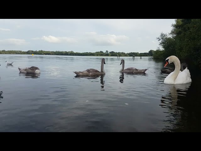 🇮🇪🦢 MUTE SWAN FAMILY🦢CYGNETS😍MALLARD DUCKS🦆GULLS🕊KINNEGO BAY IRELAND🇮🇪LIKE👍🙏Sub🙏FULL video IN site🙏😇