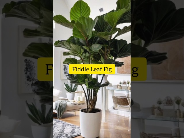 TALL INDOOR PLANTS | BIG LEAF INDOOR PLANTS | LARGE INDOOR PLANTS #shorts #viral