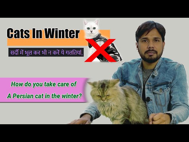 Winter Cat Care Guide For Cat Owners || सर्दियों में बिल्ली की देखभाल कैसे करें  || #cat #catcare