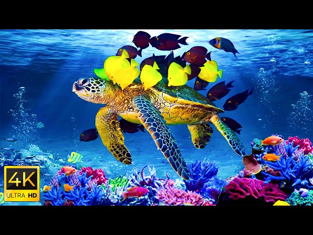 Relaxing Music to Relieve Stress, Anxiety & Depression 🐠 Mind, Body & Soul Healing