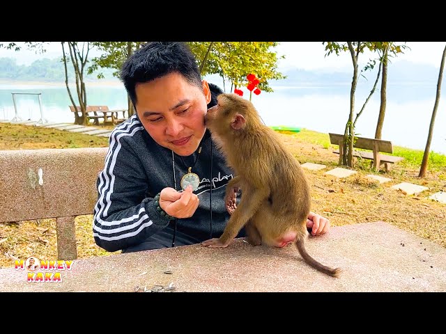 Monkey Kaka's kiss for her father looks so affectionate