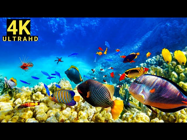 Stunning Aquarium Relax Music, Beautiful Aquarium Coral Reef Fish, Nature Sounds,Soft Relaxing