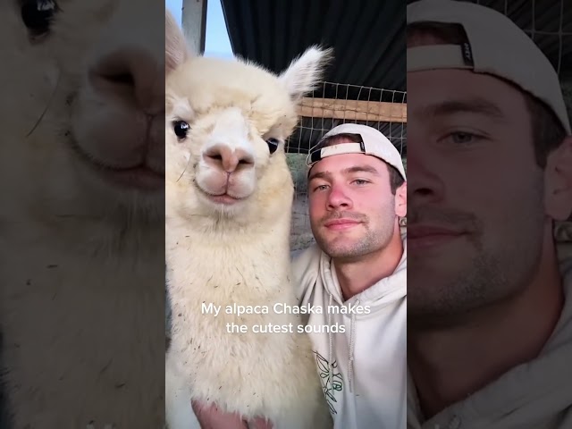 Have fun with the llamas🤣#funny #animal #llamas #behavior #alpaca #hilarious #🤣🤣🤣 #animals