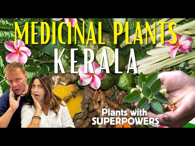 Exploring Munnar's Ayurvedic Spice Garden | Secrets of Ayurveda & Medicinal plants in Kerala