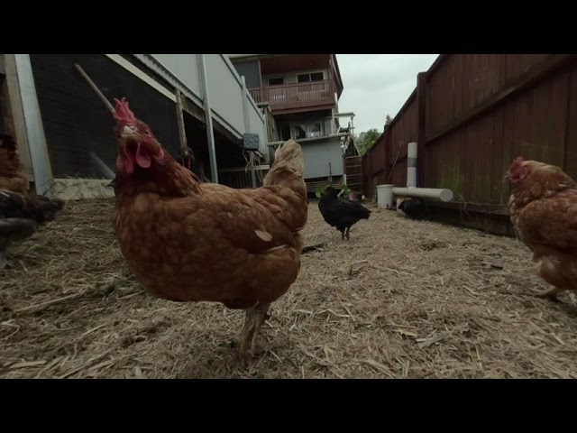 our chooks in 3d