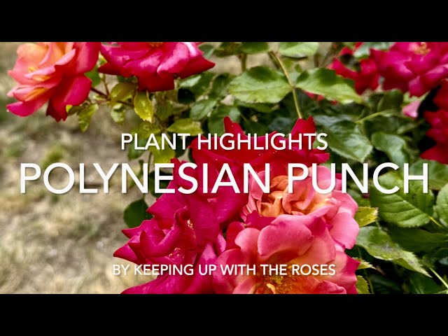 Polynesian Punch Rosebush