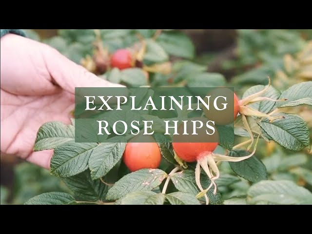 Rose Hips Explained by David Austin Roses