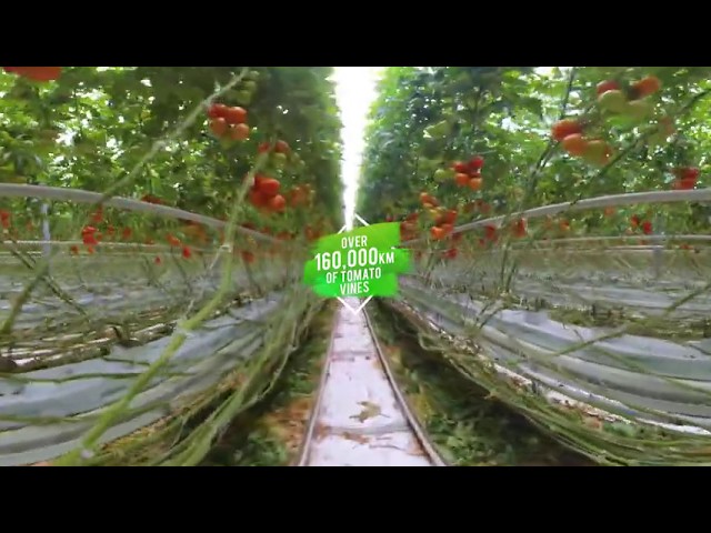 Ontario Greenhouse Vegetable Growers VR 360 Experience! Make sure to look around!