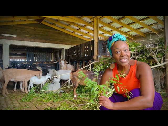 Calypso Kids TV | Discover with Etty | Goats and Chickens, Farmyard Animals | Educational kids video