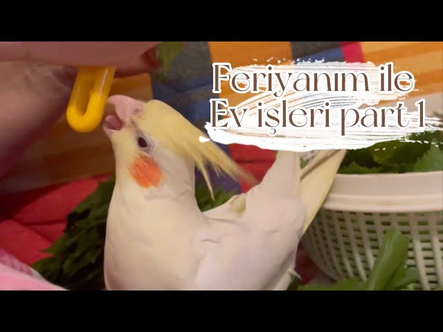 Feriyanım evde yemek yapmamıza yardım ediyor. || My cockatiel Feriyanım helps cooking process.