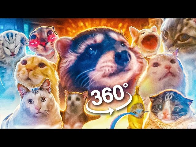 Pedro Pedro Pedro but Meme Cats Sing It 360°