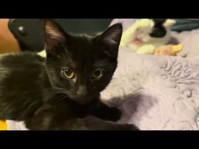 Tiny rescue kitten Bella kills Jimmi J cat - apology video ￼