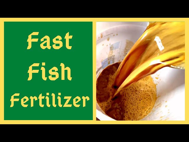 Fish Fertilizer In Just TWO WEEKS - How To Make Fish Hydrolysate