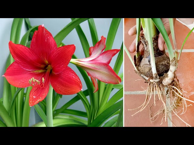 Unique Amaryllidaceae red lily plant idea and great ending