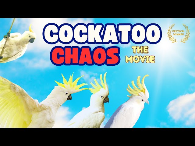 Cockatoo Chaos | Best Compilation of 2023/2024 | A Bird Movie!