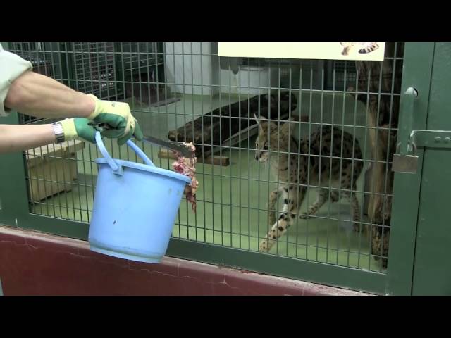 テンション高い サーバルキャットの食事風景~Serval Cat eats meats