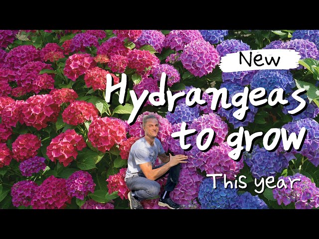 5 New HYDRANGEAS to Grow this Year