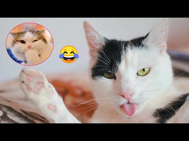 Funny Cats And Dogs Video 2023| Funny Cat Funny Dog Videos| Animal Videos Stop laughing if you dare😂