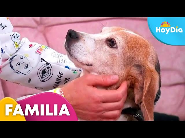 Beneficios de tener un seguro médico para nuestras mascotas | Hoy Día | Telemundo