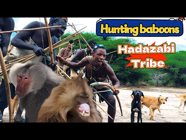 The hunter hunted four baboons——Hadazabi tribe#documentaryvideos #hadzatribe #bush#tanzania#africa