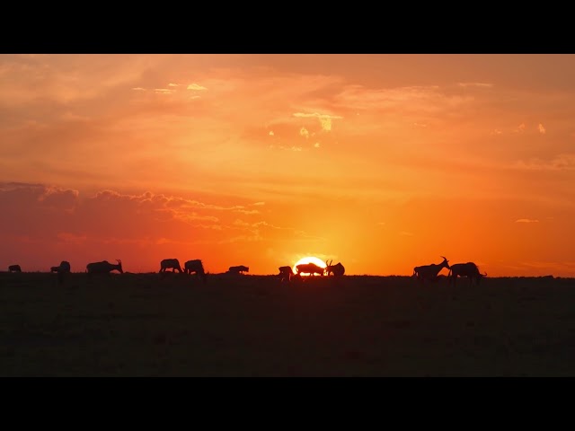 Wildebeest and Topis at sunset in the Masai Mara savannah Beautiful backlight when the sun goes down