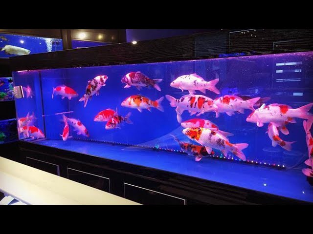 CARA MEMELIHARA IKAN KOI DI AQUARIUM DENGAN BAIK DAN BENAR