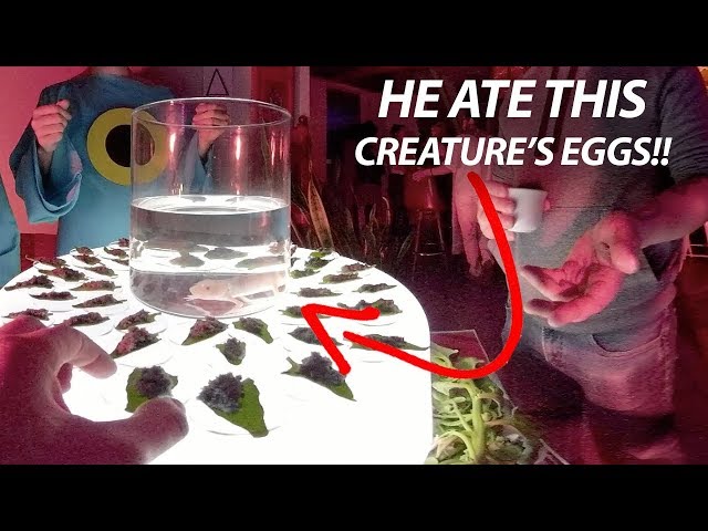 HE ATE THIS CREATURE'S EGGS!! (Freaky 360°)