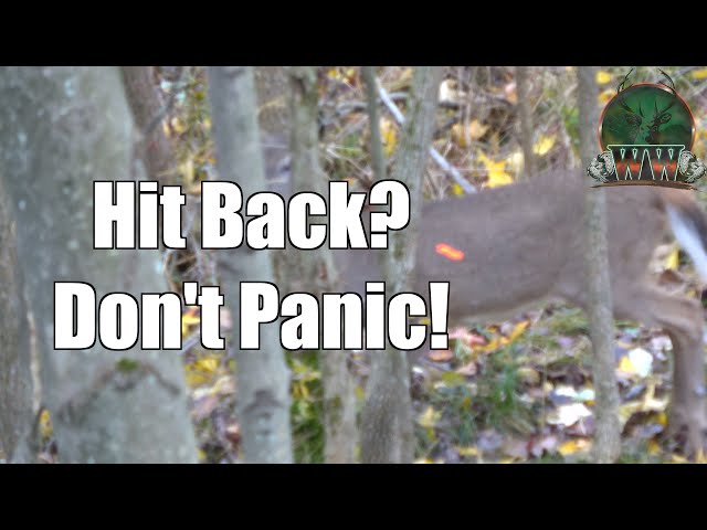 How to Identify and Recover | Liver Shot Deer